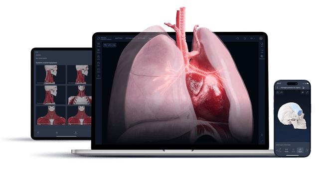 VOKA 3D anatomy & pathology